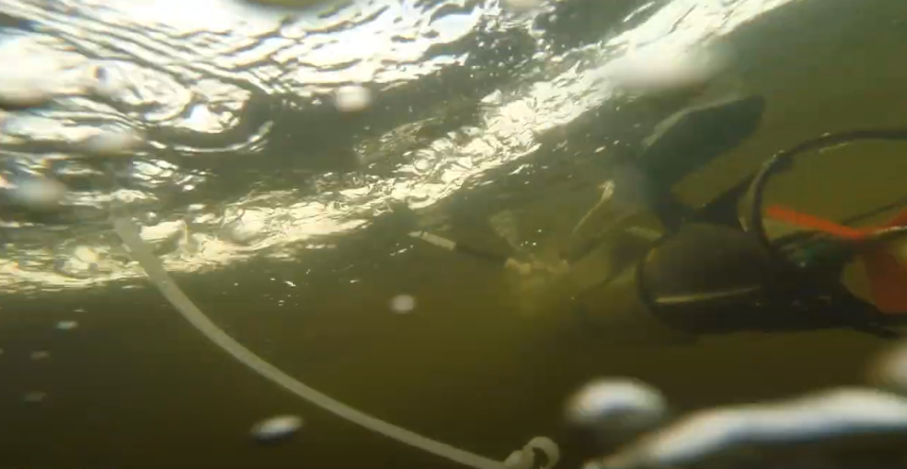 The Eel in the murky waters of Stockholm